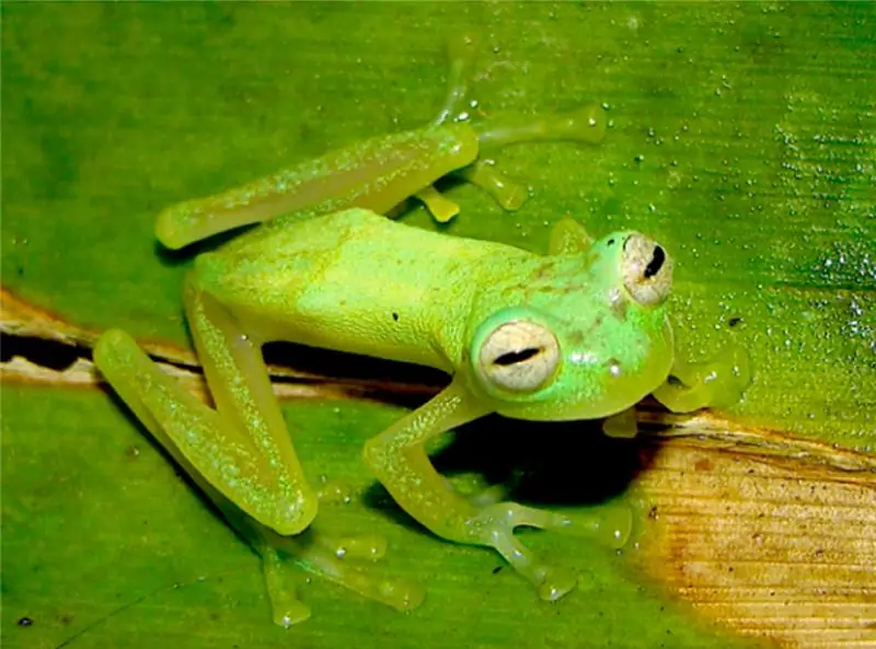 Взрослый самец Nymphargus wileyi