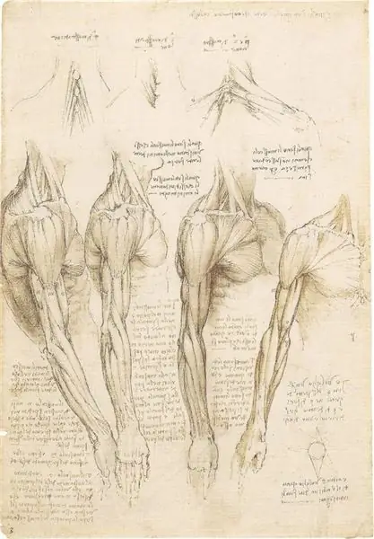 Редкие анатомические рисунки да Винчи выставлены на обозрение