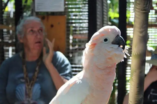 Таинственный сад, полный попугаев