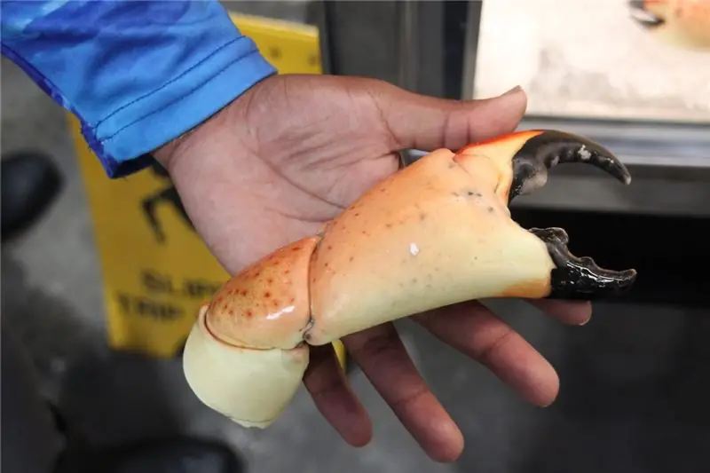 Коготь колоссального размера в кафе Backyard Fisheries в Ки-Ларго