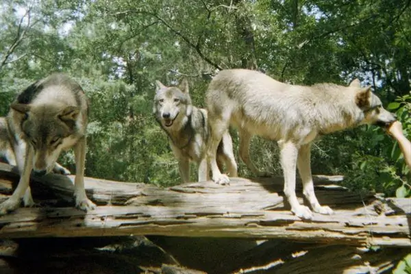Заповедник Seacrest Wolf