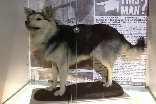 Музей полиции Квинсленда