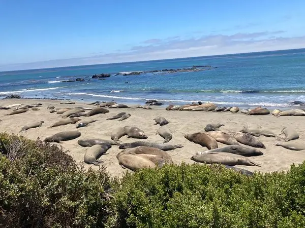 Некогда почти вымершие морские слоны ежегодно посещают это лежбище