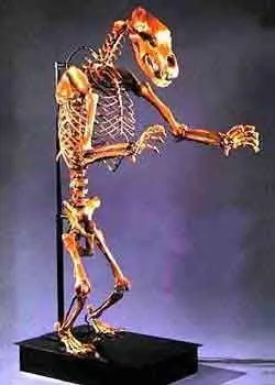 Верхняя челюсть & Нижняя челюсть