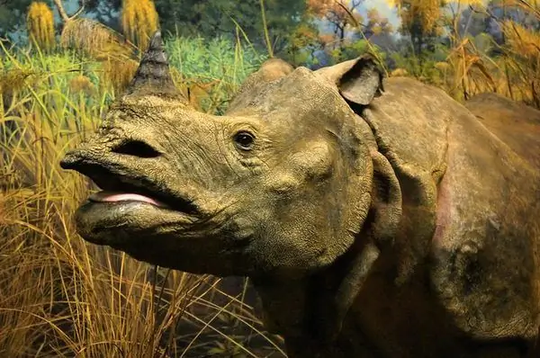 Диорама «Индийский носорог»