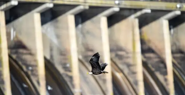 Плотина Коновинго