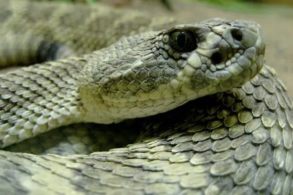 Американский международный музей гремучих змей