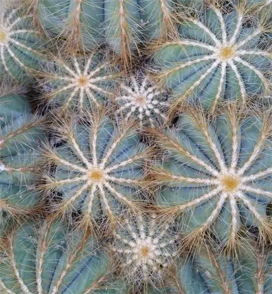 Сочная коллекция Цюриха