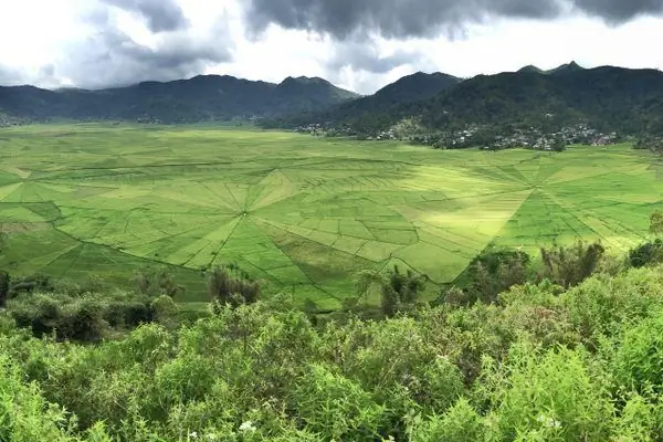 Паутинные рисовые поля