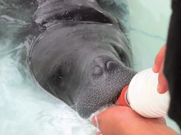 Центр спасения амазонских ламантинов