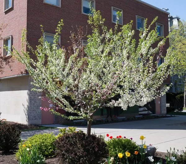 Дерево, на котором растут 40 разных фруктов