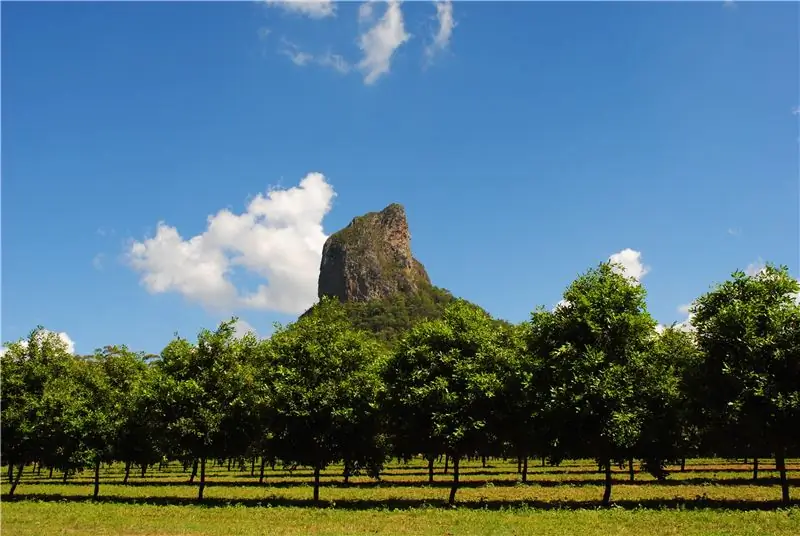 Роща деревьев макадамии в Квинсленде, Австралия