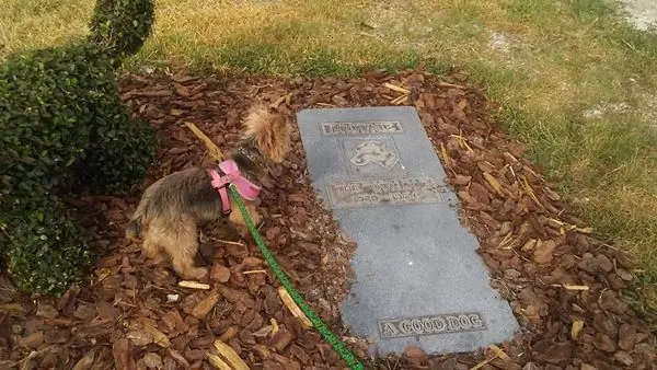 Домашняя Могила Городской Собаки