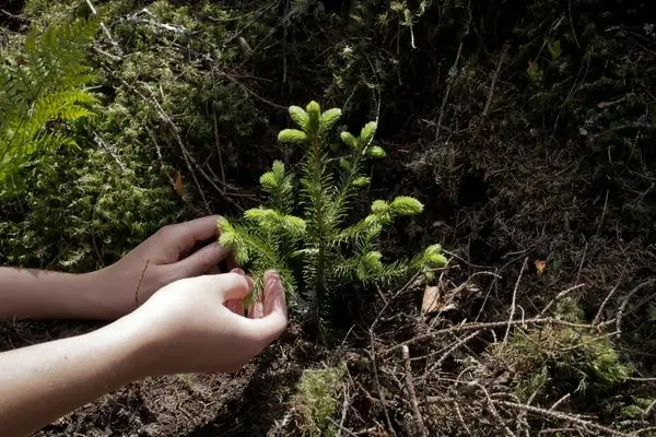 Библиотека «Лес будущего»