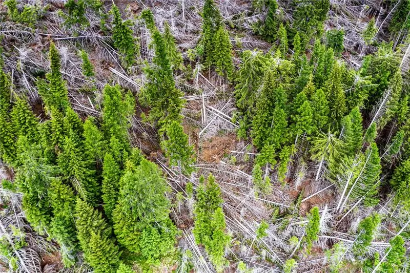 В 2018 году шторм, известный как Вайя, повалил миллионы деревьев в альпийском регионе Италии