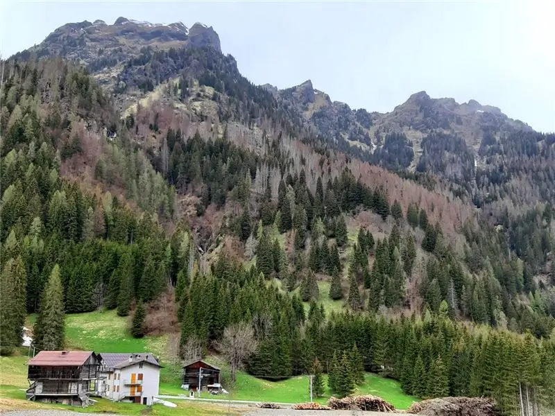 Последствия заражения короедом видны на мертвых деревьях по всему региону