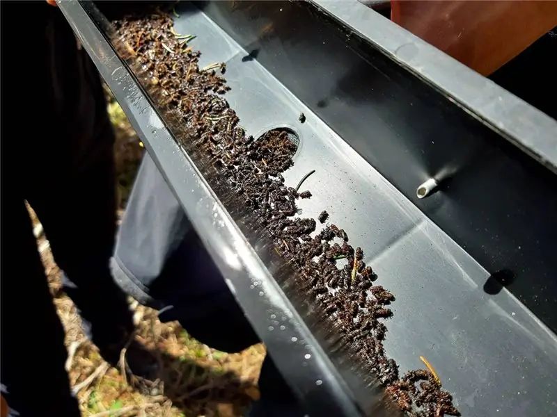 Ловушки - это один из способов, которым ученые и техники пытаются контролировать вспышку короеда