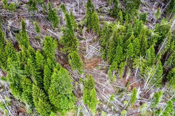 Для музыкальных лесов Италии: угрозы извне и изнутри