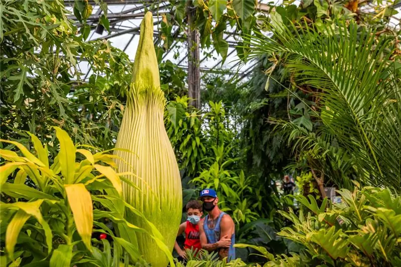 Росток привлек заинтересованных гостей в Лонгвуд, поскольку растение выросло до более чем 77 дюймов в высоту, прежде чем оно развернуло свою красивую бордовую покрывало и неприятное зловоние
