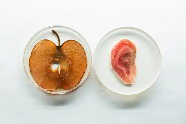 Наши любимые научные проекты года: от фальшивых леопардов до сада пыток