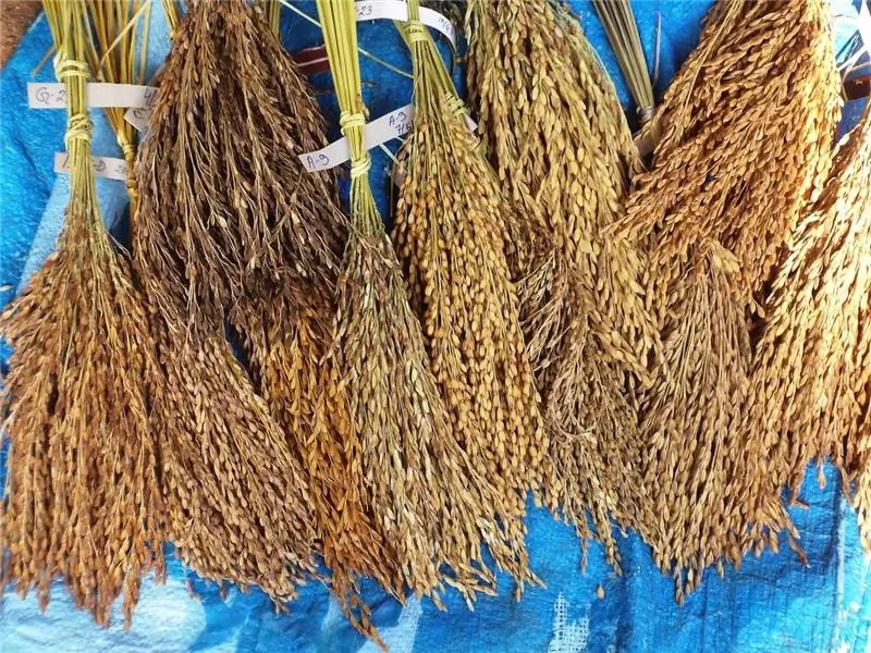 Несколько примеров сортов риса семейной реликвии на ферме