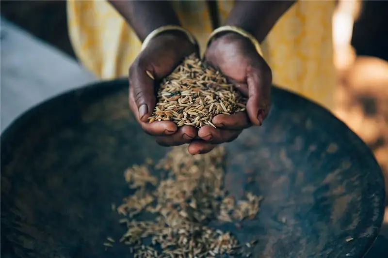 Зерна разных сортов риса, отколовшиеся от метелок