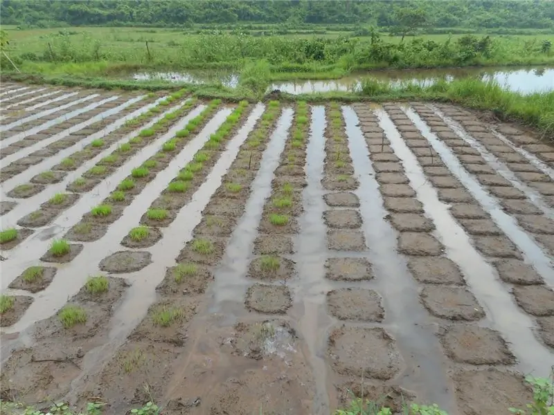 Рассадники тысяч сортов риса на ферме Басудха