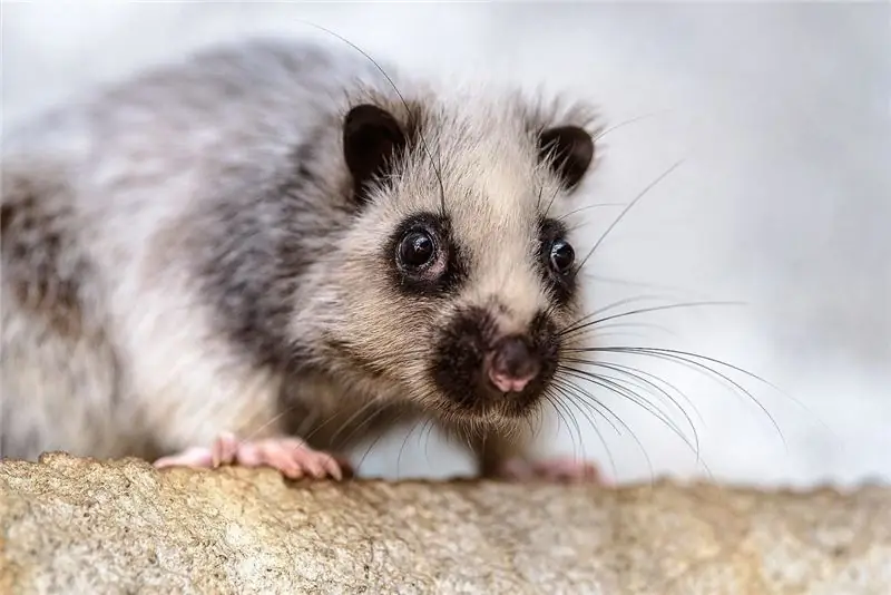 Гигантская облачная крыса северного Лусона, один из почти 20 ныне живущих видов облачных крыс