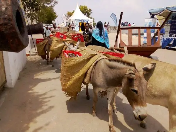 Ослы острова Ламу