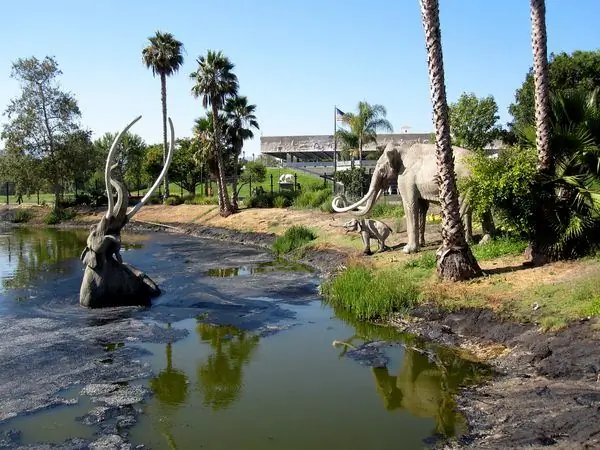 La Brea Tar Pits Окаменелости стрекозы