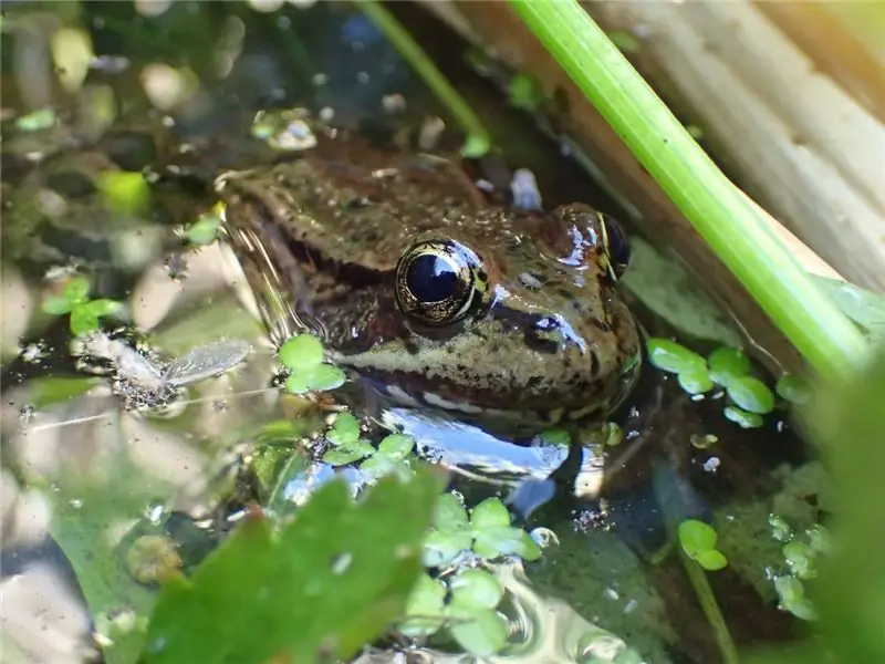Калифорнийская красноногая лягушка является основной пищей подвязочной змеи из Сан-Франциско