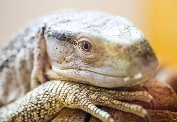 Виварий Ист-Бэй