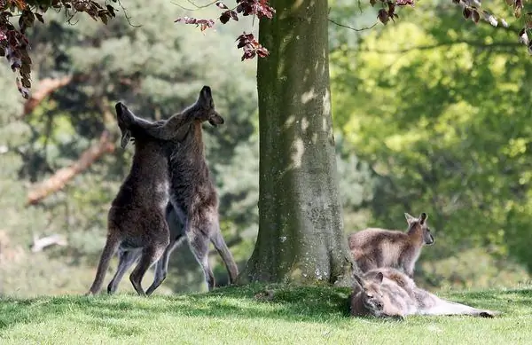 Озера и сады Леонардсли
