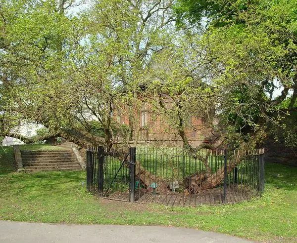 400-летнее тутовое дерево в Лондоне