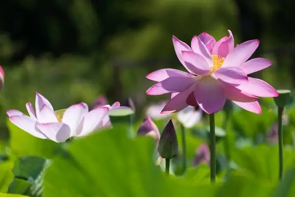 Однорукий ветеран Гражданской войны, сколотивший состояние на цветах лотоса