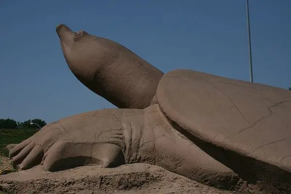 Игровая площадка для черепах