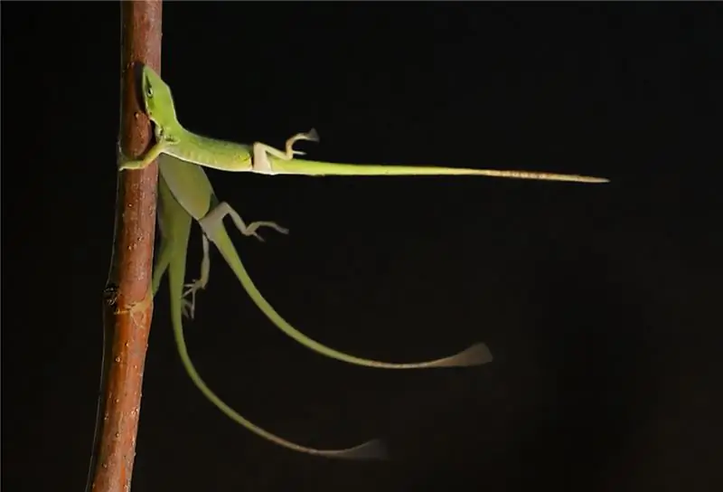 Даже при ураганном ветре анолу удается держаться