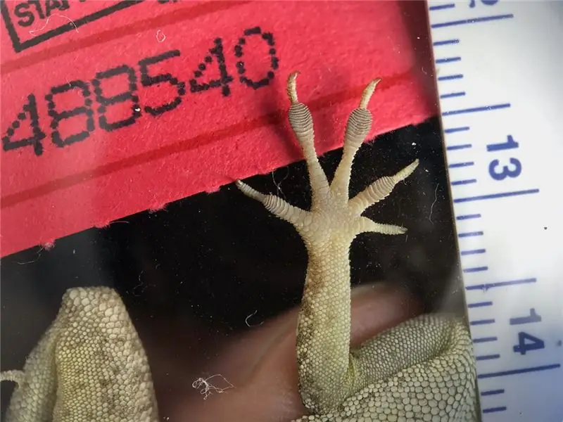 Подушечки пальцев ящерицы увеличились в площади, по-видимому, в ответ на ураганы