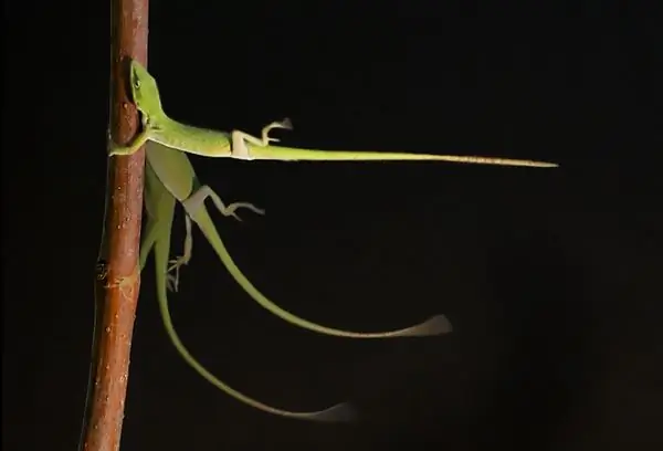 Ящерицы развиваются в ответ на жестокие сезоны ураганов