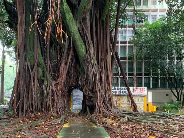 Árvore dos Desejos (Дерево желаний)