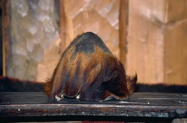 Скальп йети из Кхумджунга