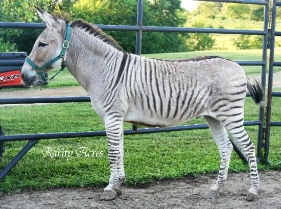 Ферма Зорс и Зонки