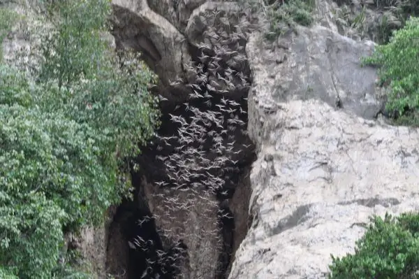 Пещера летучих мышей Баттамбанг