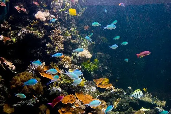 Аквариум Хорнимана