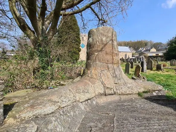 Ископаемое дерево Стэнхоуп