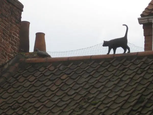Кошачьи статуи Йорка
