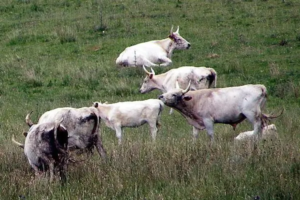 Чиллингемский замок