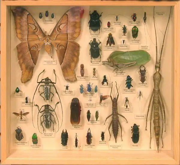 Музей энтомологии имени Бохарта