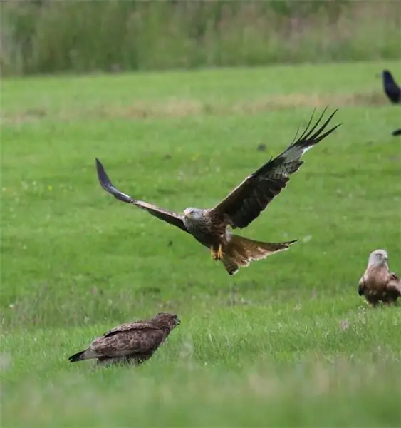 Эта станция кормления красных коршунов в Уэльсе – зрелище с высоты птичьего полета