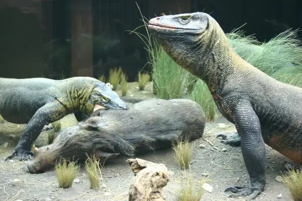 Диорама Комодского дракона